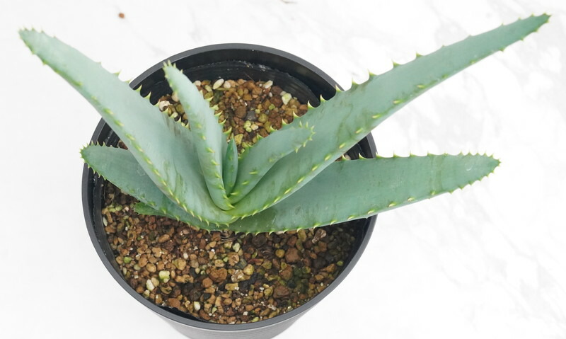 楽天市場】アロエ「タンジェリン」 ※ハイブリッドアロエ 4.5号鉢