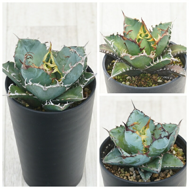 楽天市場】アガベ ブラック ブルーの通販