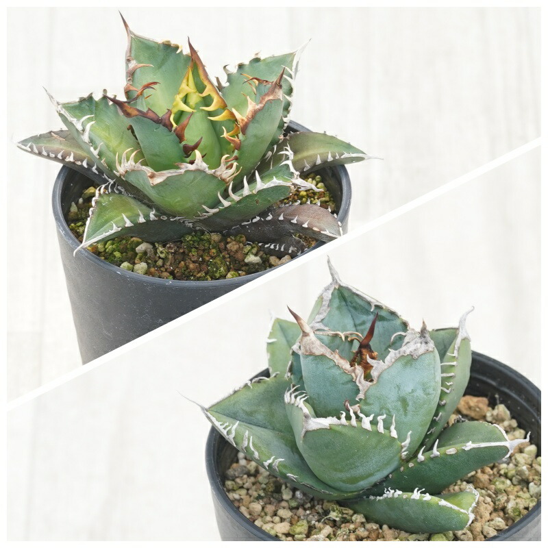 楽天市場】アガベチタノタ レッドキャットの通販