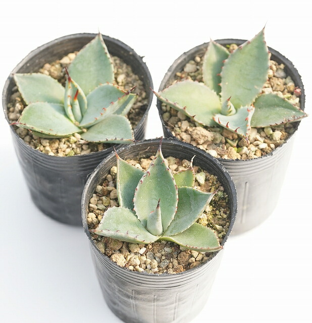 楽天市場】アガベ・パリー・フワチューケンシス（ホーチエンシス）2号