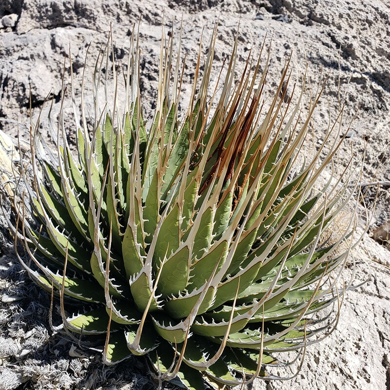 楽天市場】アガベ・ユタエンシス「エボリスピナ」 2号ロングポットx3