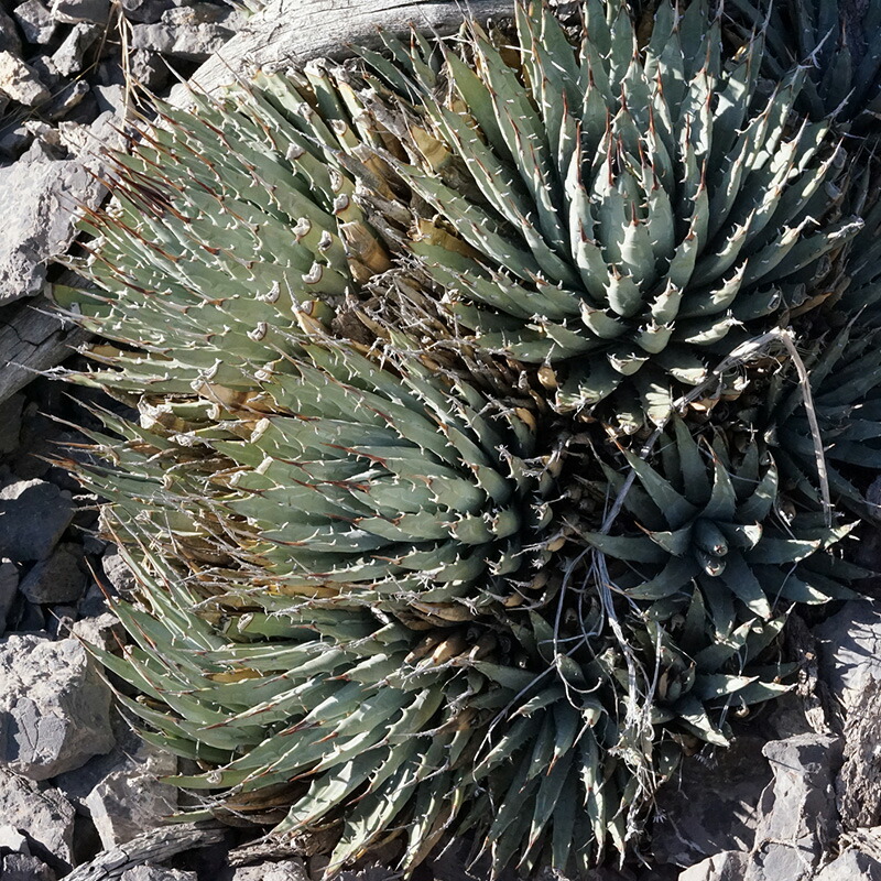 楽天市場】アガベ・ユタエンシス「ネバデンシス」 3号ロングポット