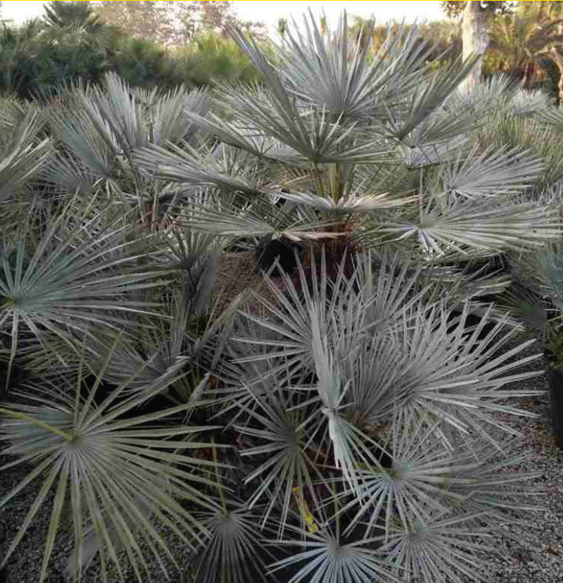 楽天市場】チャメロプス・フミリス・セリフェラ 3.5号鉢 : 四国