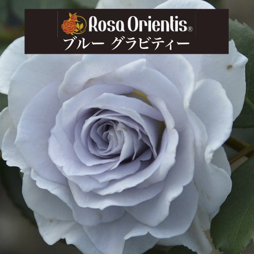 楽天市場】【2026年 早期予約】送料無料【ブルー グラビティー 新苗4号
