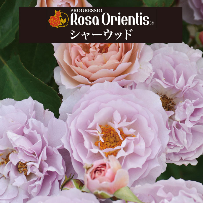 楽天市場】送料無料【シャーウッド 6号鉢大苗予約】鉢植え バラ 薔薇