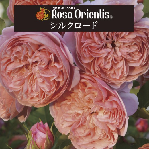 楽天市場】送料無料【シルクロード 6号鉢大苗予約】鉢植え バラ 薔薇