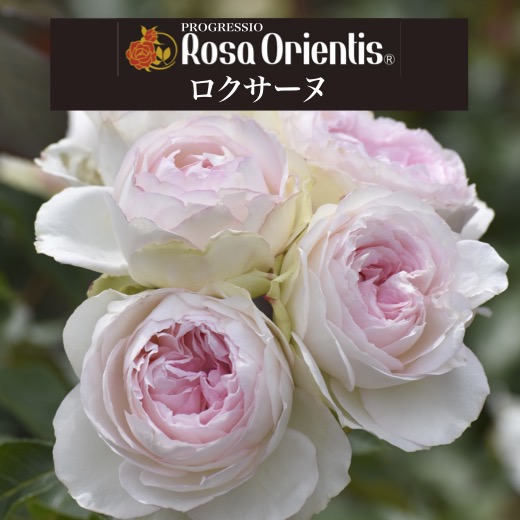 楽天市場】送料無料【ロクサーヌ 6号鉢 秋開花株】鉢植え バラ 薔薇