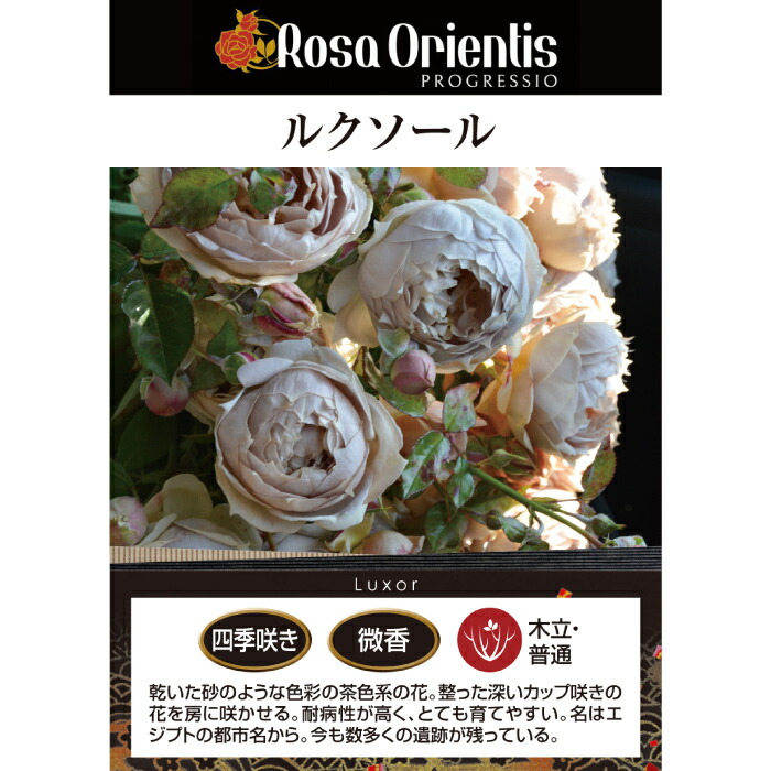 楽天市場】送料無料【ルクソール 6号鉢大苗予約】鉢植え バラ 薔薇