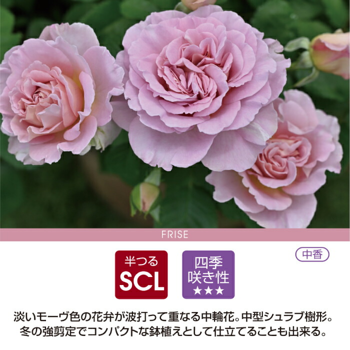 楽天市場】【2026年 早期予約】送料無料【フリゼ 新苗4号鉢】鉢植え