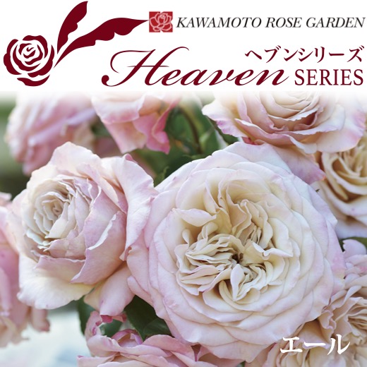 楽天市場】【2026年 早期予約】送料無料【エール 新苗4号鉢】鉢植え