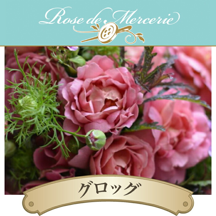 楽天市場】【2026年 早期予約】送料無料【グロッグ 新苗4号鉢】鉢植え