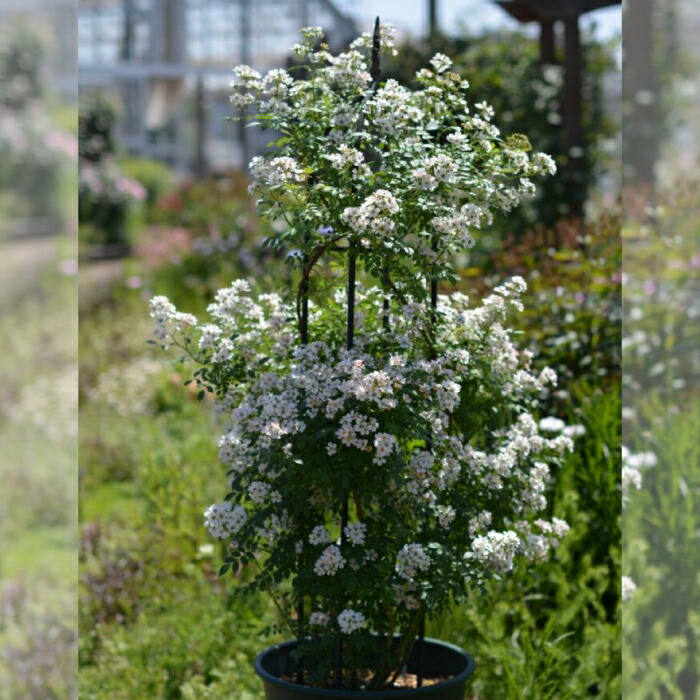 楽天市場】【2026年 早期予約】送料無料【ニッセ 新苗4号鉢】鉢植え