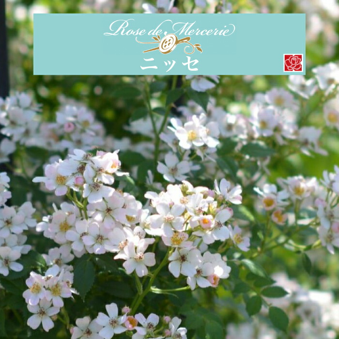 楽天市場】【2026年 早期予約】送料無料【ニッセ 新苗4号鉢】鉢植え