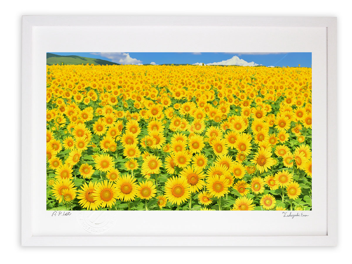 油彩□ひまわりの絵 油絵＊ひまわり 絵画 ひまわり : ZXHYWYM ひまわり