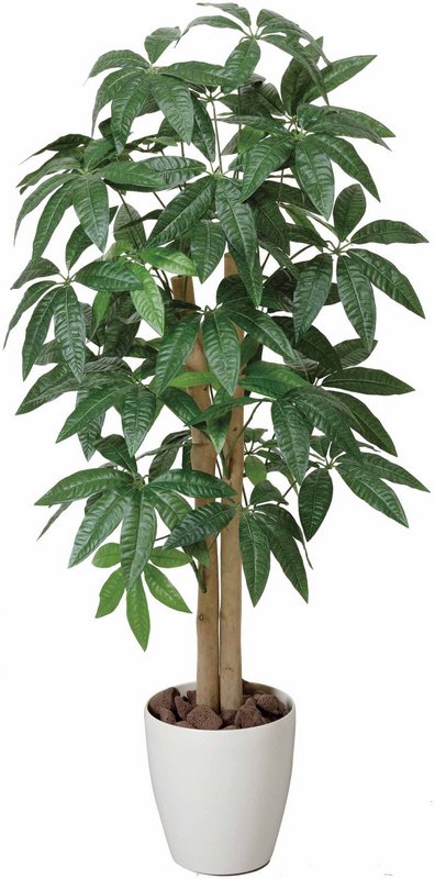 楽天市場】光触媒観葉植物 パキラ1.0〔フロアタイプ(ミドルサイズ