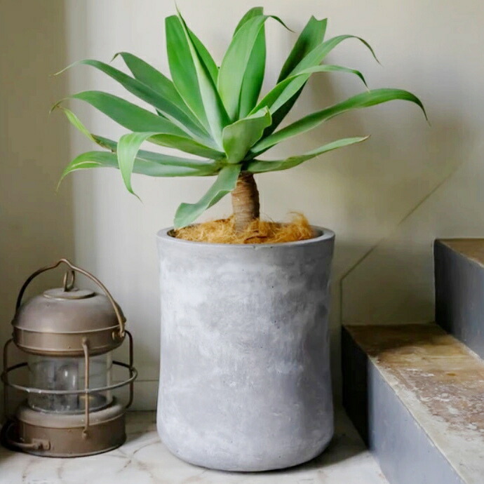 楽天市場】植木鉢 おしゃれ 大型 バスクミドル (2色)＜ 12号 14号 37cm