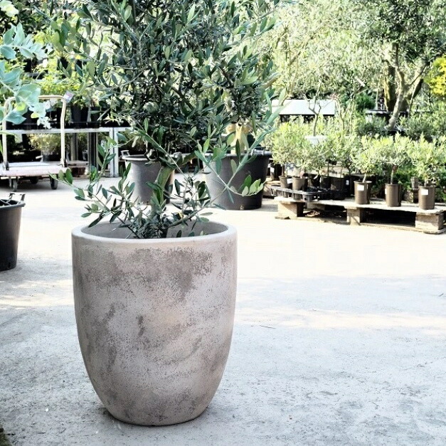 植木鉢 14号」の人気商品一覧 | 安い商品を通販サイトから探す - 価格.com