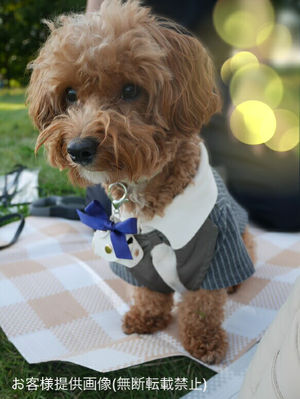 楽天市場】リングピロー リングドッグ リングドック リングボーイ