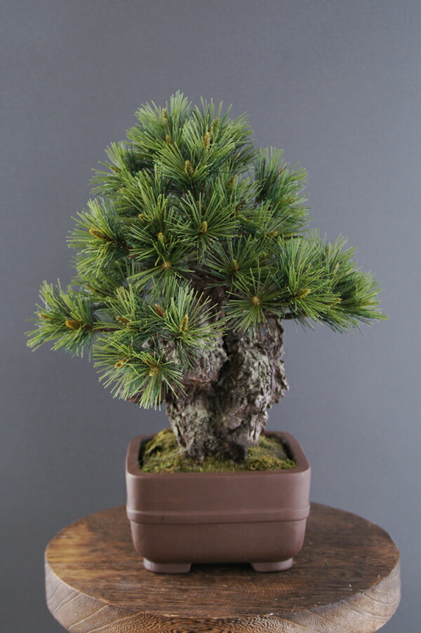 楽天市場】盆栽 錦松 #1（造花） : あーかんび（AKANBI）