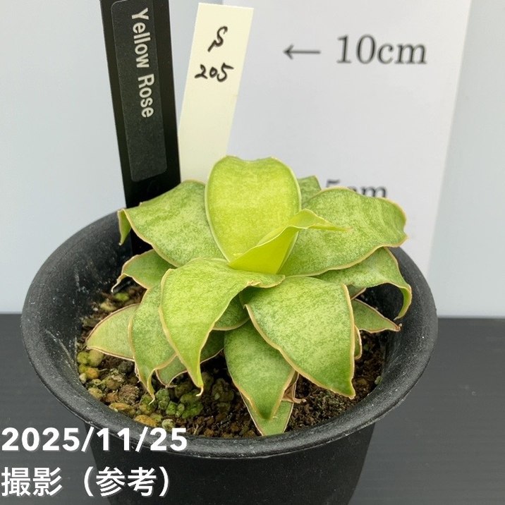 楽天市場】【現品発送】ユッカ ロストラータ 苗木 大株 幹太 H1.4m×W1