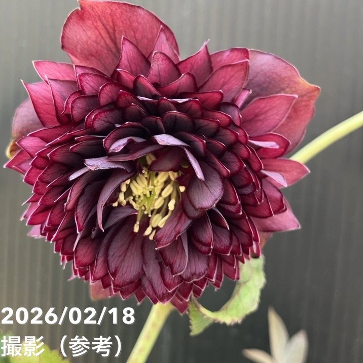 楽天市場】広瀬園芸 クリスマスローズ ソレイユの通販