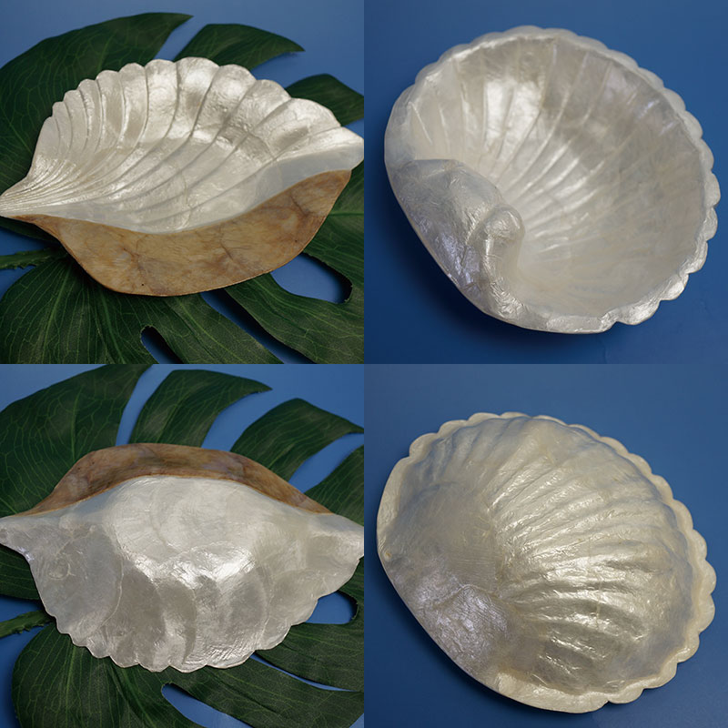 楽天市場】【8000円以上で送料無料！】シェル（貝）のお皿※トレイのみ