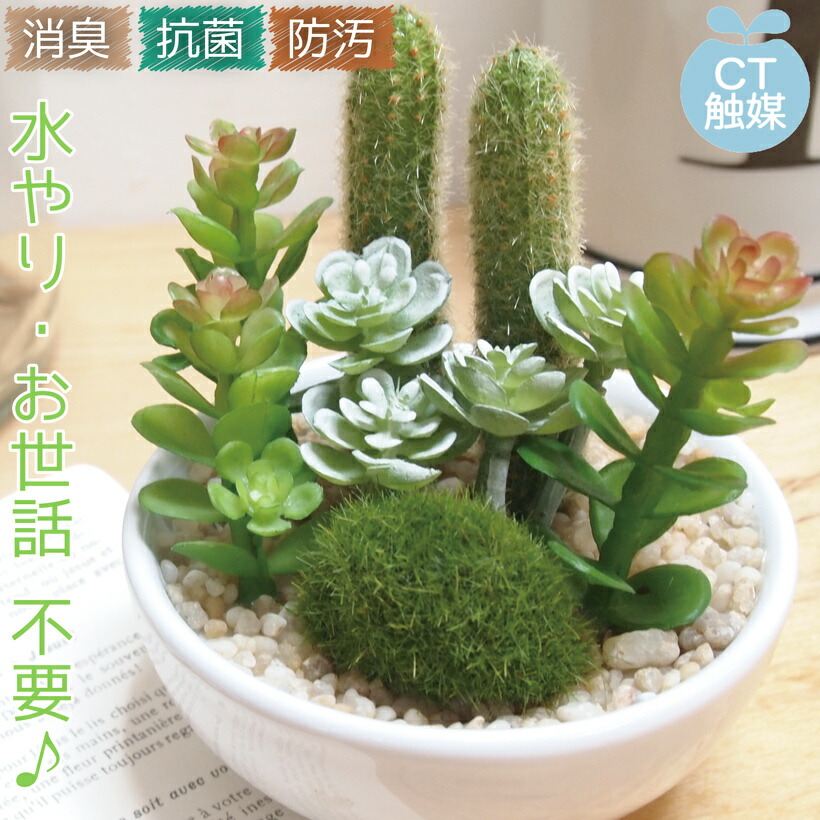 楽天市場】CT触媒 サキュレントリフレリウム フェイクグリーン