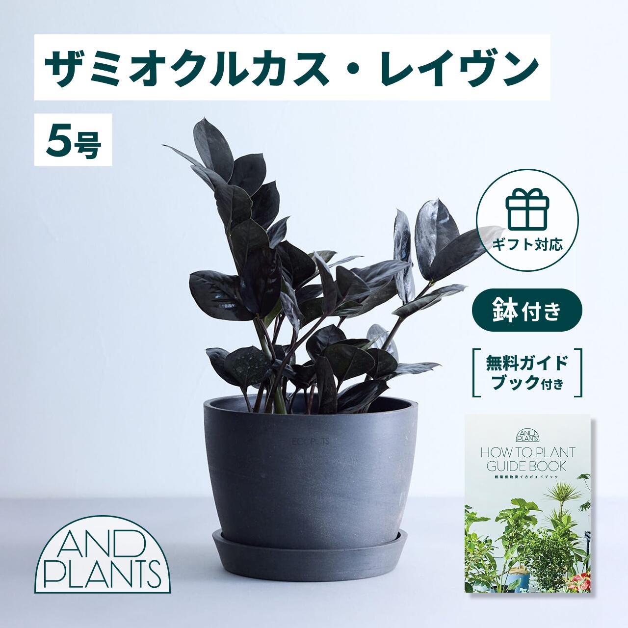 楽天市場】ロックガーデン・ドライガーデンにお勧め【現品・現物