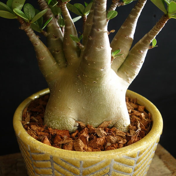 楽天市場】アデニウム アラビカム 黒肌 鉢植え 多肉植物 おしゃれな