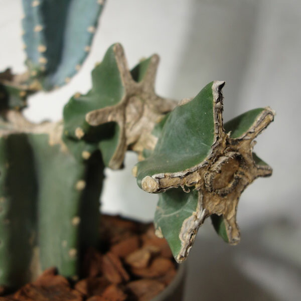 楽天市場】痛くないサボテン 柱サボテン 鬼面角 鉢植え : APOA