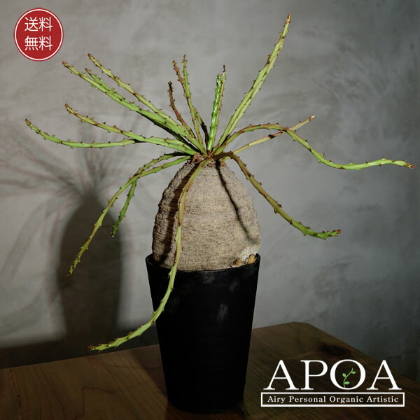 楽天市場】ユーフォルビア デシドゥア 多肉植物 おしゃれな寄せ植え : APOA