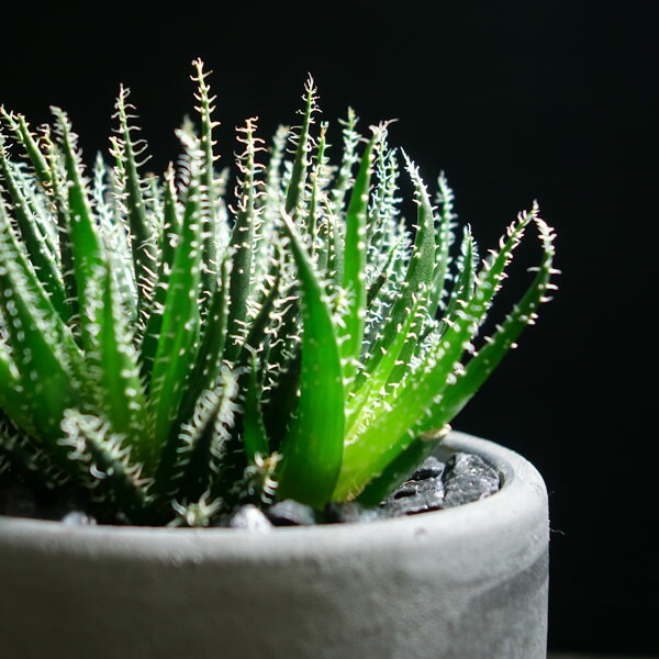 楽天市場】【世界最小】 アロエ ハオルチオイデス 鉢植え多肉植物