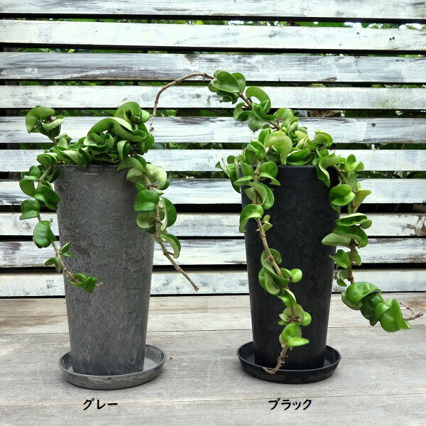 楽天市場】ホヤ カルノーサ コンパクタ サクララン 観葉植物 レア : APOA