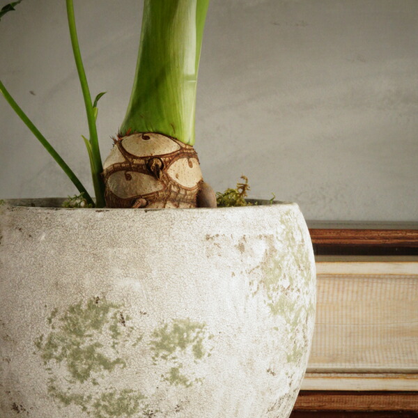 楽天市場】根上がり フィロデンドロン セローム 観葉植物 おしゃれ