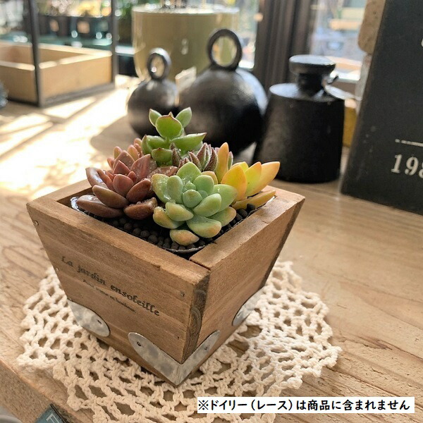 楽天市場】多肉植物 寄せ植え ウッドプランター 鉢花 おしゃれ 寄せ