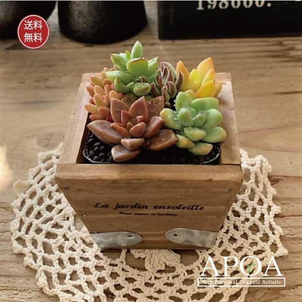 楽天市場】多肉植物 寄せ植え ウッドプランター 鉢花 おしゃれ 寄せ