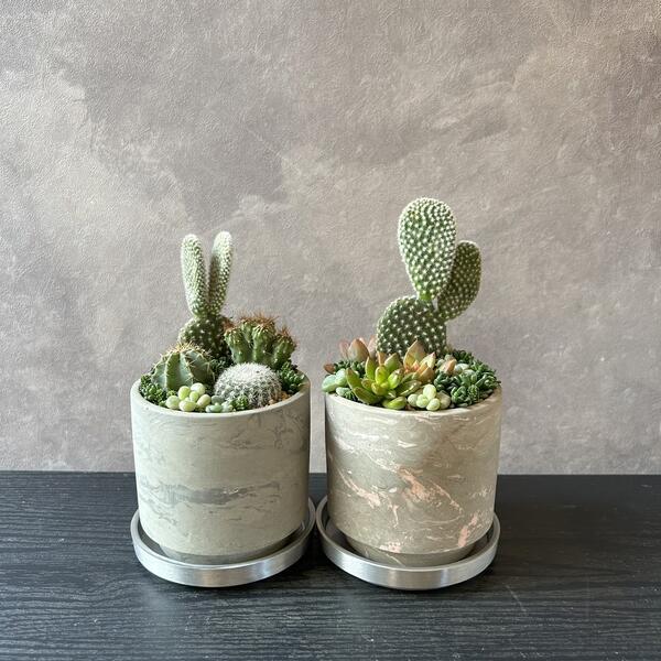 楽天市場】【 多肉 サボテン マーブル鉢 寄せ植え 】サボテン 寄せ植え
