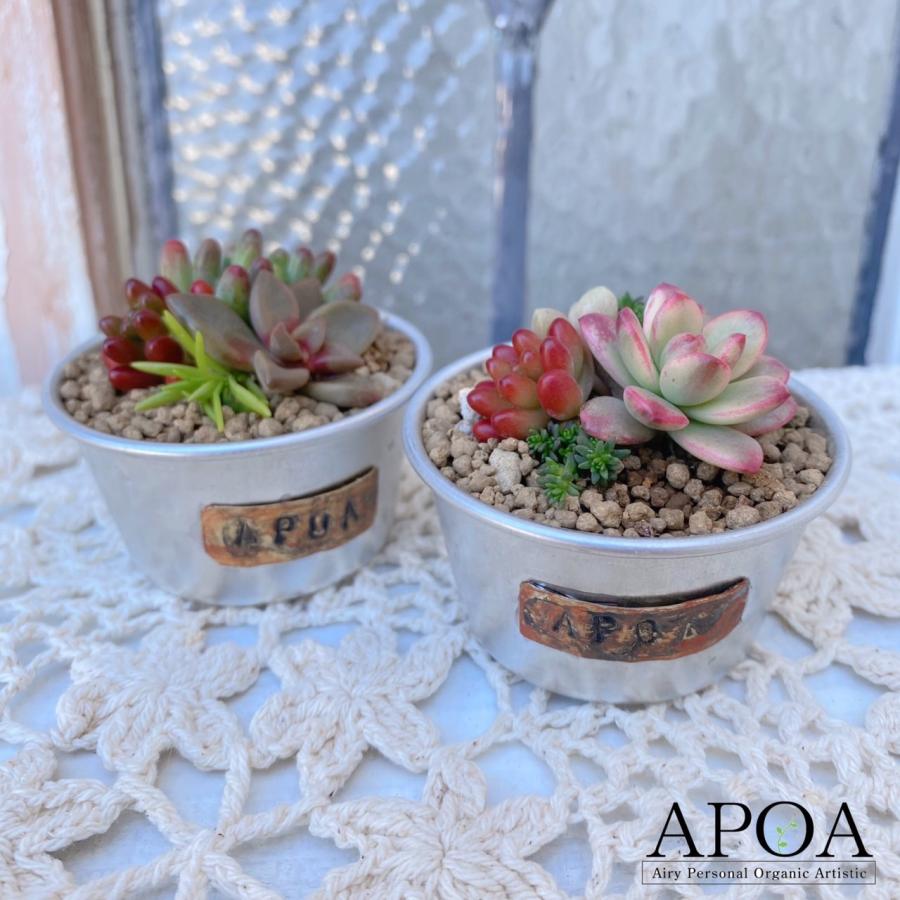 楽天市場】【 多肉ミニカップ 多肉寄せ植え 】 多肉植物 人気のミニ