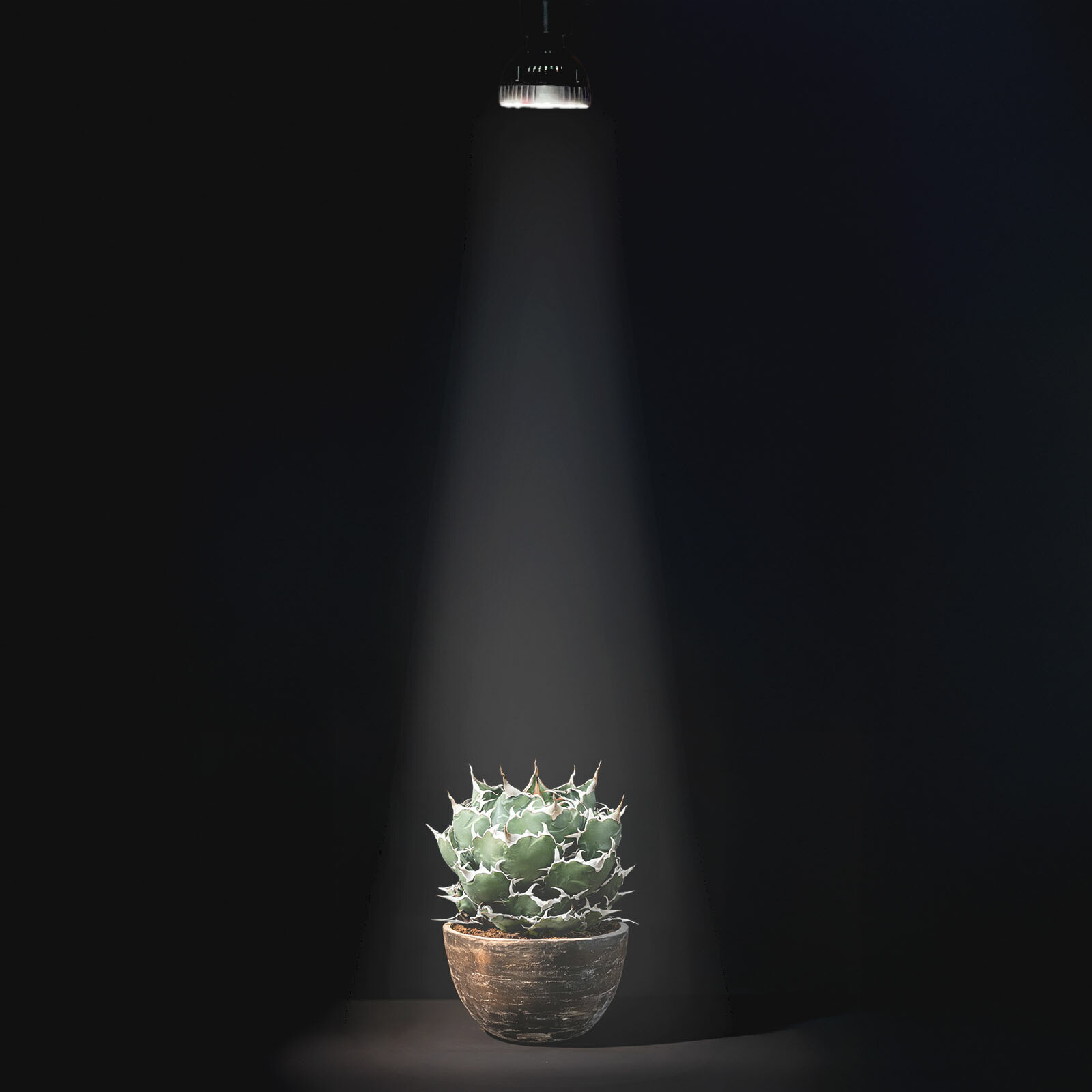 楽天市場】LEDSTAR P33 LEDライト 植物育成ライト 高PPFD 植物用