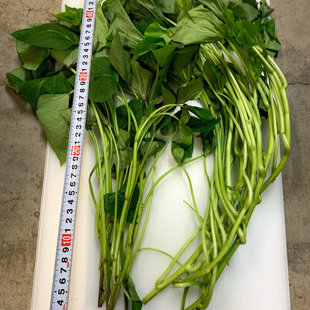 楽天市場】サツマイモ苗 紅あずま＆鳴門金時 苗20本（各10本）食べ比べ