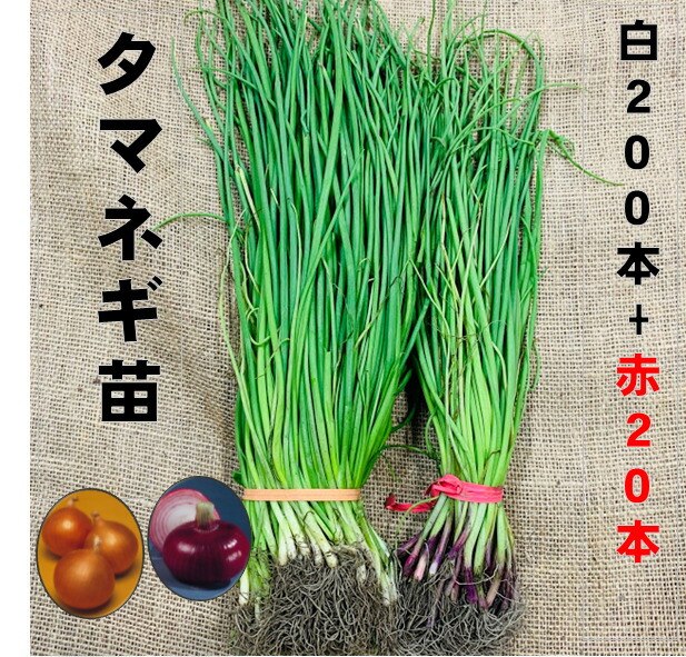楽天市場】玉ねぎ苗 白200本+赤20本セット 5/下〜6/上旬頃収穫品種