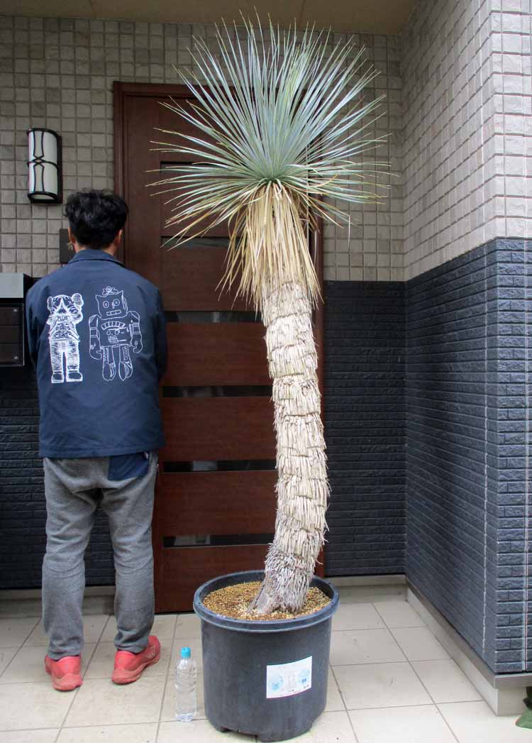 楽天市場】国内で数年かけて養生された安心株【現品・現物】超幹立ち