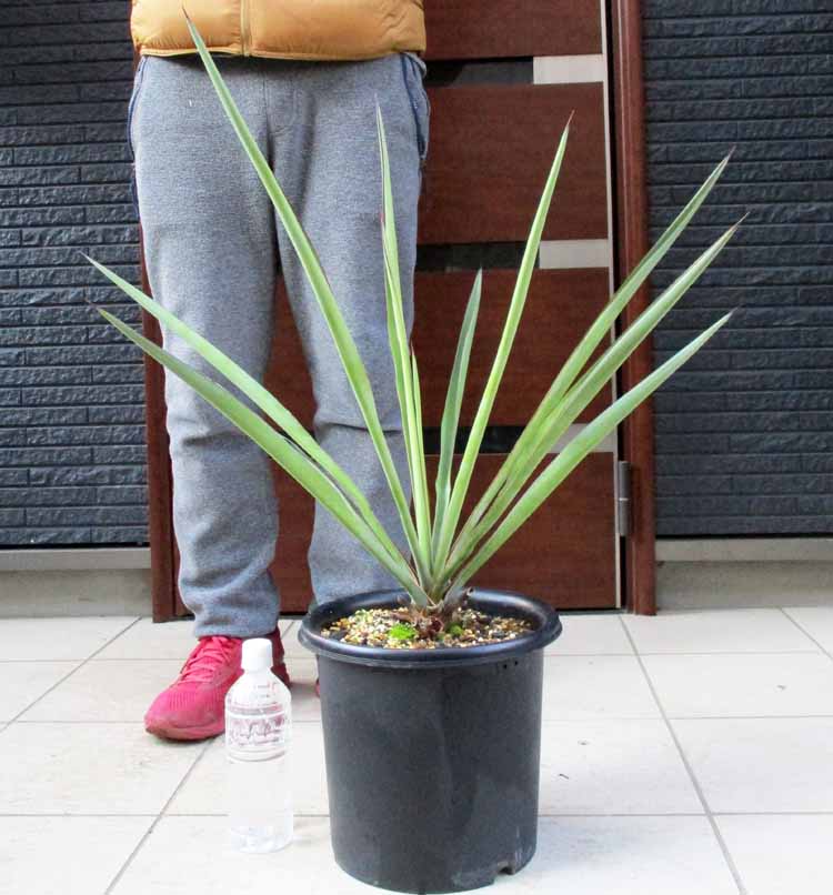 楽天市場】【現品・現物】幹立ち Yucca Torreyi ユッカ・トレリー