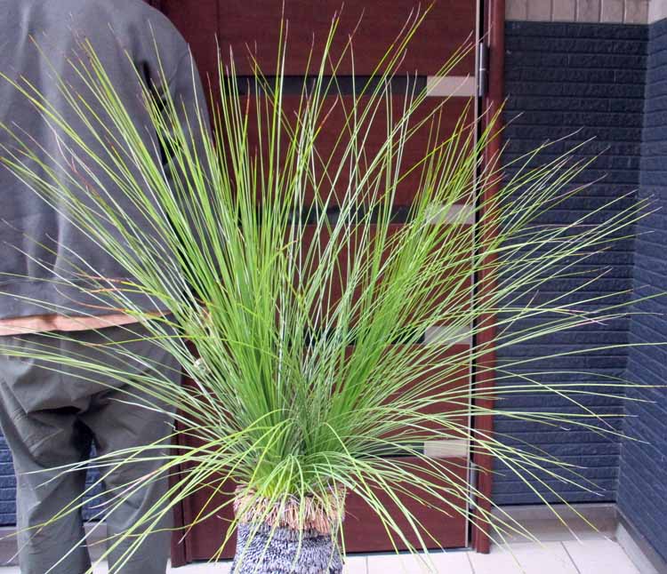 楽天市場】発根済み 幹が大変太いです【現品・現物】ダブルヘッド 通称