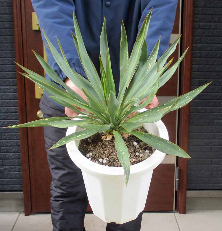 楽天市場】ちり斑いり！【現品・現物】ロックガーデンにお勧め