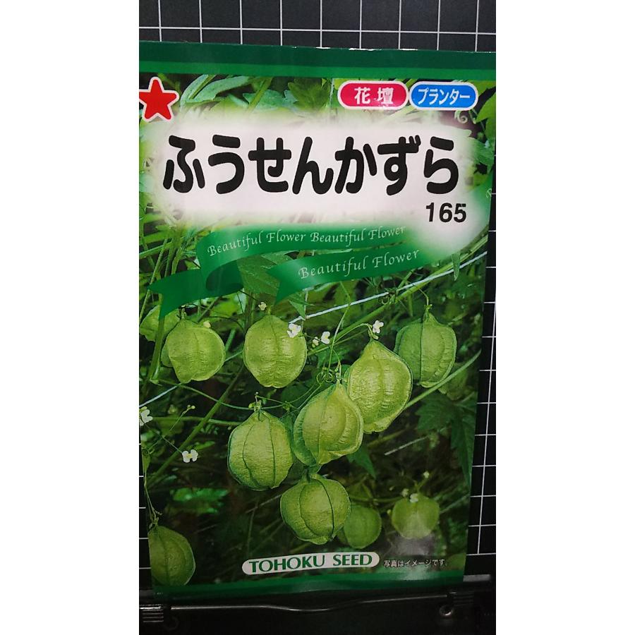 楽天市場】フウセンカズラ 種の通販