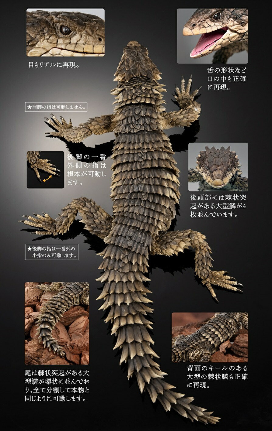 楽天市場】いきもの大図鑑アルティメット 【オオヨロイトカゲ】 : A