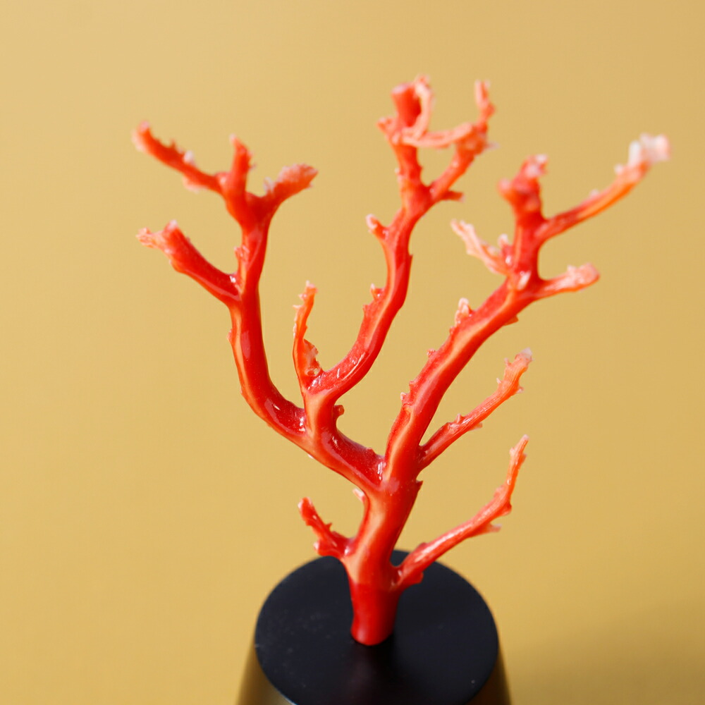 楽天市場】1点物 日本産血赤珊瑚＜枝＞拝見物 3月 誕生石 珊瑚 置物