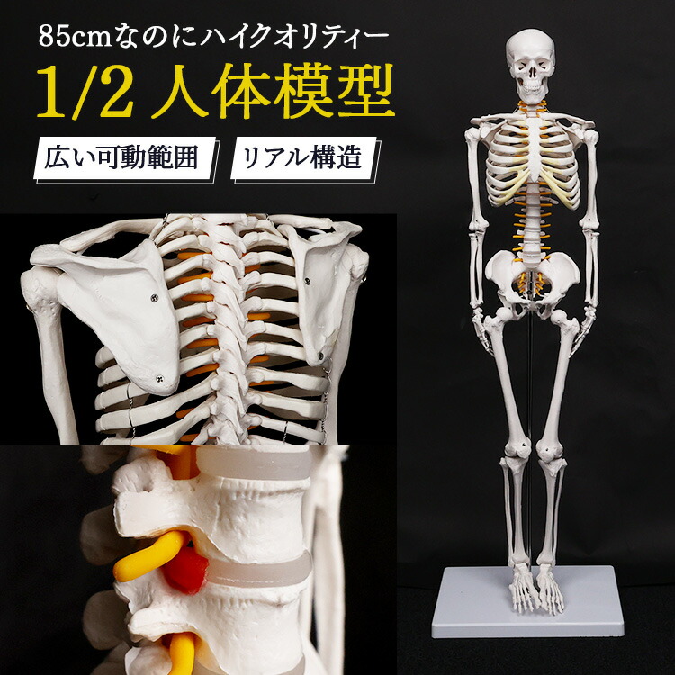 楽天市場】【1年保証】人体模型 デッサン ミニ 1/2モデル 約85cm