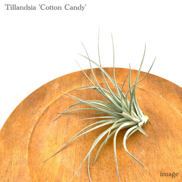 楽天市場】チランジア 'コットンキャンディ' (エアープランツ